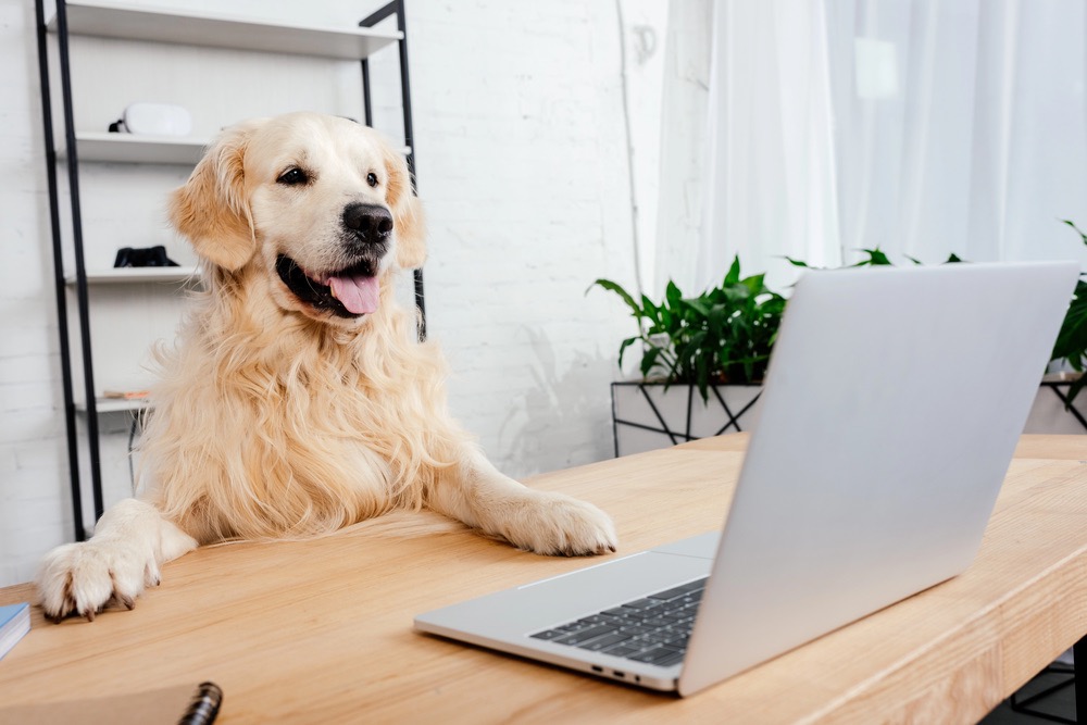 emmener-son-chien-au-travail-tout-savoir