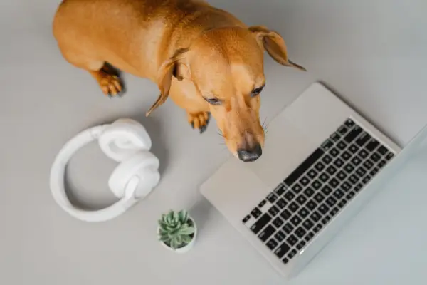 dogwork-levier-fidelisation