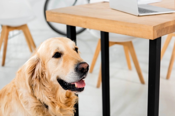 emmener-son-chien-au-travail-tout-savoir